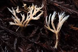 Attēlu rezultāti vaicājumam “Tremellodendropsis tuberosa”