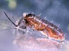 Attēlu rezultāti vaicājumam “Heteromurus nitidus”