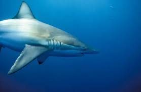 Image result for Carcharhinus brachyurus