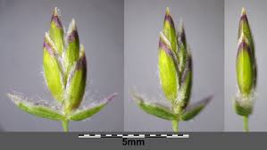 Attēlu rezultāti vaicājumam “Poa pratensis”