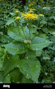 Attēlu rezultāti vaicājumam “Telekia speciosa leaf”