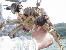 Image result for Eriocheir sinensis