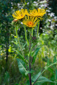 Attēlu rezultāti vaicājumam “Inula helenium leaf”