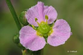 Attēlu rezultāti vaicājumam “Alisma plantago-aquatica fruit”