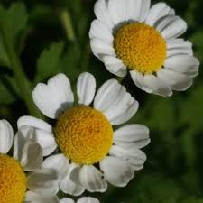 Image result for Tanacetum parthenium