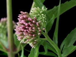 Attēlu rezultāti vaicājumam “Eupatorium cannabinum bud”