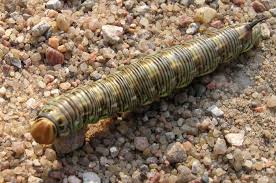 Attēlu rezultāti vaicājumam “Sphinx pinastri larva”