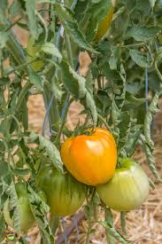 Afbeeldingsresultaat voor belarus orange tomato