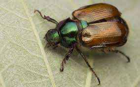 Attēlu rezultāti vaicājumam “Phyllopertha horticola”