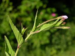 Attēlu rezultāti vaicājumam “Epilobium montanum flower”