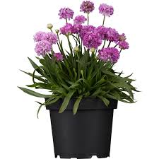 Image result for Grasnelke