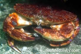 Image result for Cancer irroratus