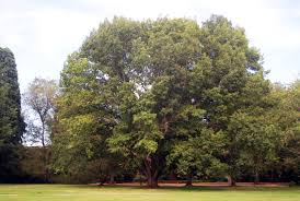 Attēlu rezultāti vaicājumam “Quercus rubra”