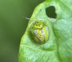 Attēlu rezultāti vaicājumam “Cassida”