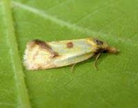 Attēlu rezultāti vaicājumam “Agapeta hamana”