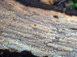 Attēlu rezultāti vaicājumam “Radulomyces confluens”