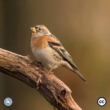 Attēlu rezultāti vaicājumam “Fringilla montifringilla female”