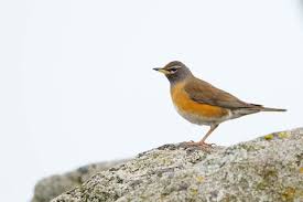 Image result for Turdus obscurus