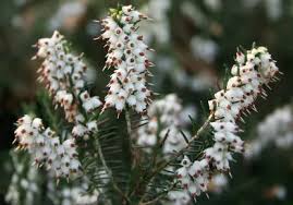 Attēlu rezultāti vaicājumam “Erica x darleyensis flower”