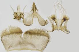 Attēlu rezultāti vaicājumam “Carpatolechia proximella”
