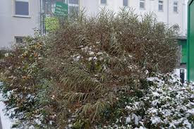 Attēlu rezultāti vaicājumam “Salix rosmarinifolia”