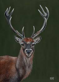 Attēlu rezultāti vaicājumam “Cervus elaphus”