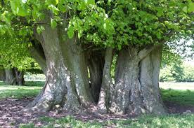 Attēlu rezultāti vaicājumam “Tilia x vulgaris”