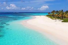 Image result for Anguilla anguilla