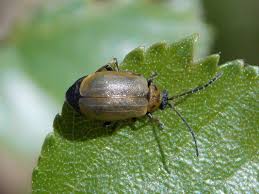 Attēlu rezultāti vaicājumam “Lochmaea caprea”