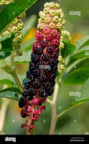 Attēlu rezultāti vaicājumam “Phytolacca acinosa fruit”