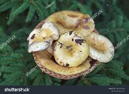 Attēlu rezultāti vaicājumam “Lactarius repraesentaneus”