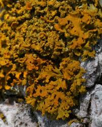 Attēlu rezultāti vaicājumam “Xanthoria candelaria”