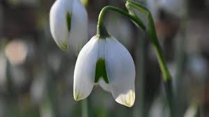 Attēlu rezultāti vaicājumam “Galanthus nivalis”