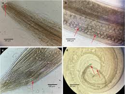 Attēlu rezultāti vaicājumam “Craterium leucocephalum var. scyphoides stalked”