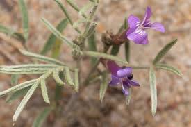 Attēlu rezultāti vaicājumam “Astragalus arenarius”