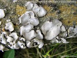 Attēlu rezultāti vaicājumam “Dermatocarpon miniatum”