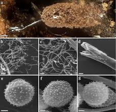 Attēlu rezultāti vaicājumam “Arcyria imperialis stalked”