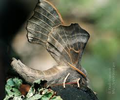 Attēlu rezultāti vaicājumam “Laothoe amurensis”