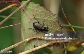 Attēlu rezultāti vaicājumam “Poecilus cupreus”