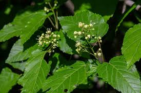 Attēlu rezultāti vaicājumam “Acer tataricum bud”