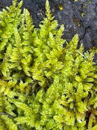 Attēlu rezultāti vaicājumam “Hypnum jutlandicum”