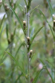 Attēlu rezultāti vaicājumam “Gnaphalium sylvaticum leaf”