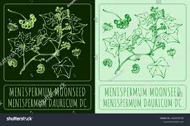 Attēlu rezultāti vaicājumam “Menispermum dauricum fruit”