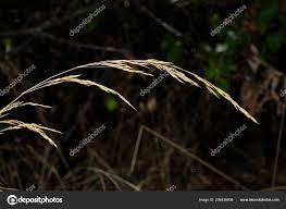 Attēlu rezultāti vaicājumam “Festuca pratensis”