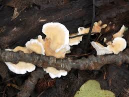 Attēlu rezultāti vaicājumam “Sistotrema confluens”