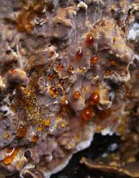 Attēlu rezultāti vaicājumam “Stereum rugosum”