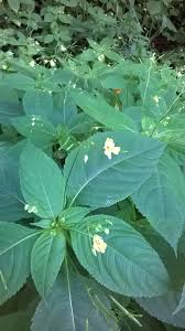 Attēlu rezultāti vaicājumam “Impatiens parviflora leaf”