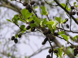 Attēlu rezultāti vaicājumam “Alnus glutinosa”