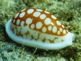 Attēlu rezultāti vaicājumam “Cribraria martinii macro”