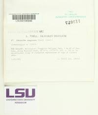 Attēlu rezultāti vaicājumam “Sclerophora coniophaea”